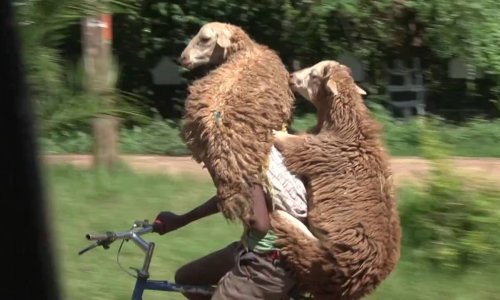 Qoyunlarını velosipedlə aparan çoban -  VİDEO