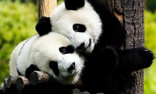 Dünyada bir ilk: Pandalar səfir seçildi