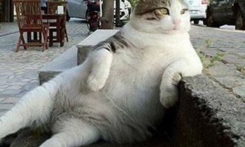 Tombili: Istanbul cat and worldwide meme honoured with statue