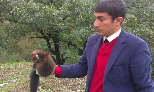 Nadir rast gəlinən heyvan Lerik sakininin evində tapıldı - FOTOLAR