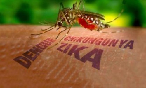 “Zika” virusu  ilə bağlı fövqəladə vəziyyət bitdi