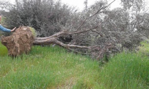 Maştağada Zeytun bağı yandırılaraq məhv edilir 