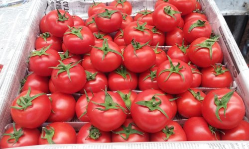 Qeyri-neft sektoru üzrə ixracda birinci yeri pomidor tutur