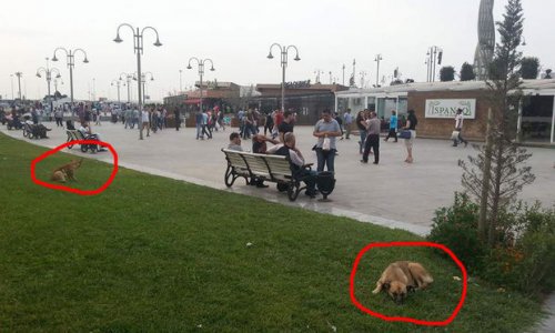 Bakının mərkəzi parklarında gəzən təhlükə – FOTO