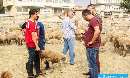 Qurbanlıq bazarında qiymətlər: Satıcı yalan danışdı - VİDEO