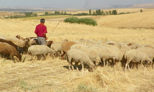 Ermənistan sərhədini keçən türk çobanın həbsi