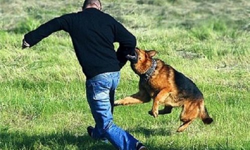 Bakıda itlər müstəntiqin ayağını parçaladı