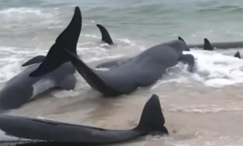 Avstraliyada 150 delfin özünü sahilə atıb
