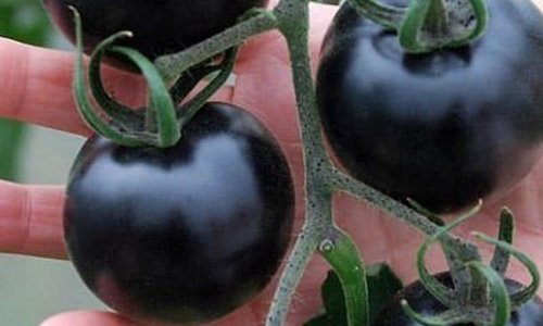 Qara pomidor yetişdirildi - Azərbaycanda