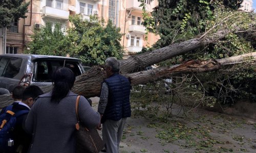 Bakıda ağac bahalı avtomobilin üstünə aşdı - FOTO 