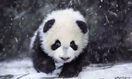 Pandaların ilk qara reaksiyası - VİDEO