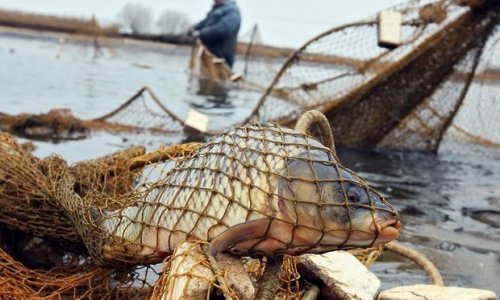 В России задержан азербайджанский браконьер - ВИДЕО