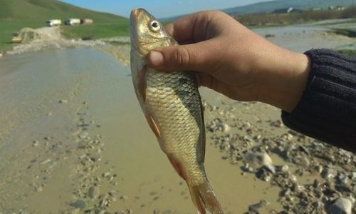 Şamaxıda bənd uçdu, kəndi su basdı - FOTOLAR