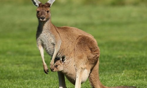 В Австралии кенгуру разогнал моделей во время фотосессии у бассейна - ВИДЕО