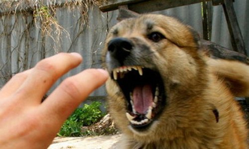 Минздрав предупредил население в связи с нападением собак