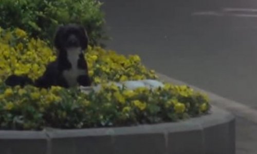 Пес охранял тело погибшего на дороге сородича - ВИДЕО