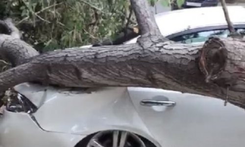 Bakıda güclü külək ağacı maşının üzərinə aşırdı (VİDEO)