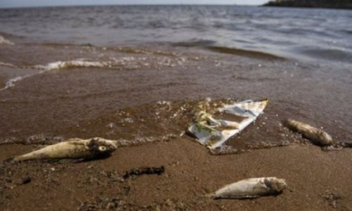 Массовая гибель рыбы у бакинских пляжей