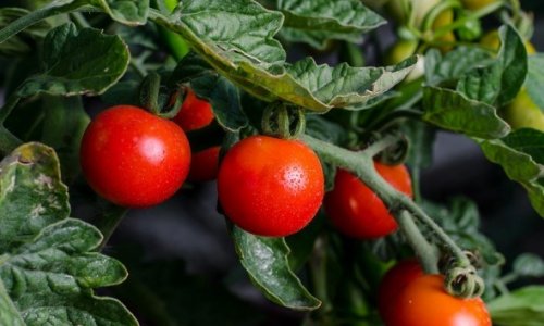 В ближайшие дни помидоры в Азербайджане подешевеют