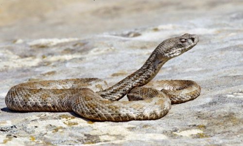 На бакинском бульваре ползают ядовитые змеи? 