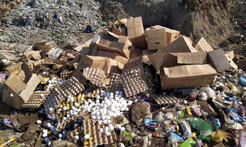 Агентство пищевой безопасности Азербайджана уничтожило более 100 тысяч куриных яиц