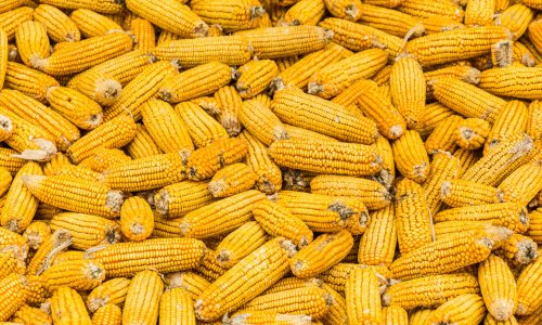 Production of hybrid corn seeds begins in Azerbaijan’s Aghjabadi district