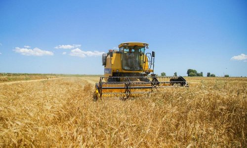 Grain harvest continues in Azerbaijan