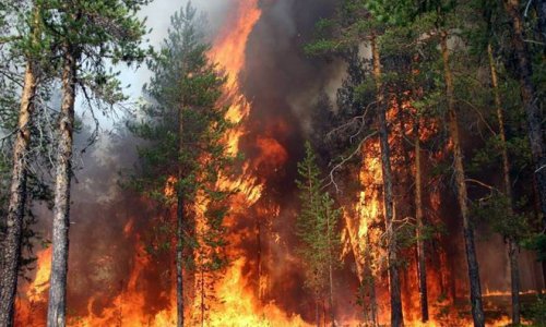 Пожар в российских лесах охватил около 3 млн гектаров