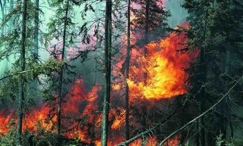 Премьер Италии предложил России помощь в борьбе с лесными пожарами в Сибири