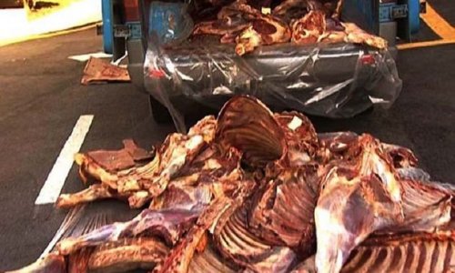 Qurban bayramı günü Bakıda külli miqdarda istifadəyə yararsız ət aşkarlandı - FOTO