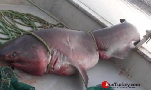 Пятиметровую акулу поймали у берегов Турции