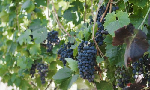 Azerbaijan establishes first cooperative in field of viticulture in Shamakhi District (PHOTO)