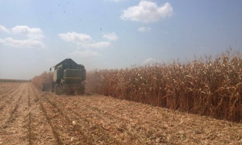 Azerbaijan starts exporting corn (Exclusive)