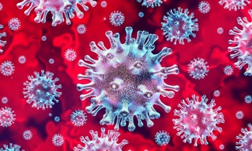 Koronavirus yarasalardan insana necə keçib? - AÇIQLANDI