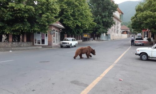 Vətəndaşlara XƏBƏRDARLIQ! Azərbaycanda şəhərin mərkəzində ayı peyda olub - Ehtiyatlı olun! - FOTO