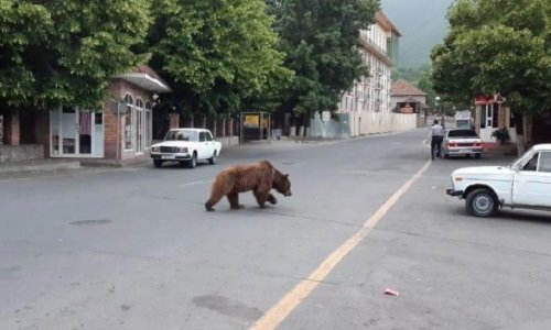 Медведь прогулялся по центру Шеки - ВИДЕО 