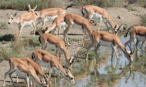 33 gazelles released into Azerbaijan's liberated territories