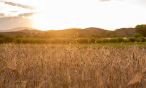 Talks on grain deal at technical level to kick off in Istanbul today