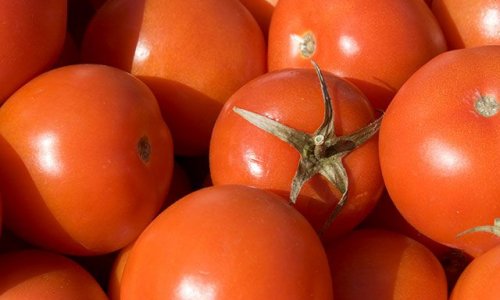 Birinci rübdə Azərbaycandan pomidor ixracı 23% azalıb