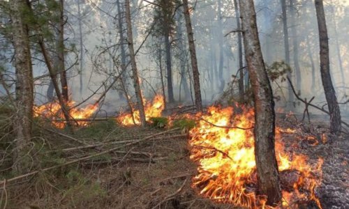 В горно-лесистой местности Лерика начался пожар