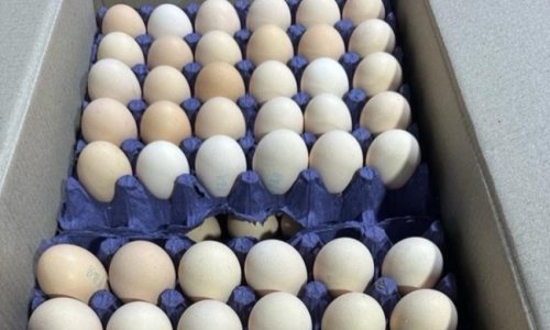 Azerbaijan begins exporting edible eggs to Russia