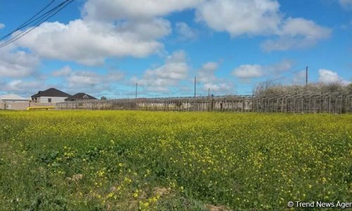 Qeyri yaşayış və torpaq sahələrinin icarəyə verilməsindən daxilolmalar  artıb