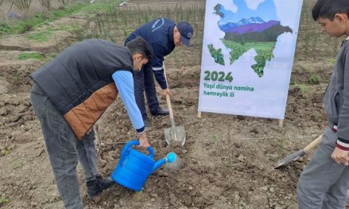 В Илахыр чершенбе в районах Азербайджана посажены десятки тысяч саженцев