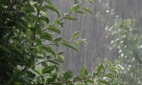 Bu gün bəzi yerlərdə qısamüddətli yağış yağacağ - FAKTİKİ HAVA