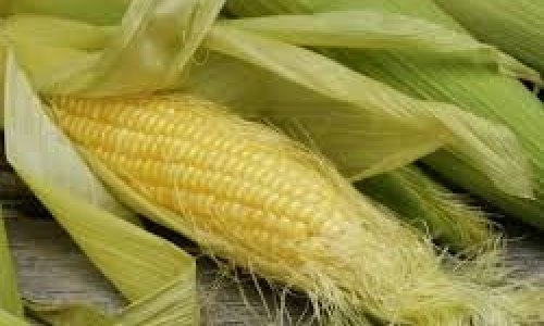 Азербайджан увеличил импорт кукурузы