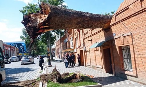 Сильный ветер в Гяндже: повалены деревья, повреждены ЛЭП и газопроводы