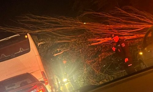 В столице сильный ветер повалил дерево на проезжую часть