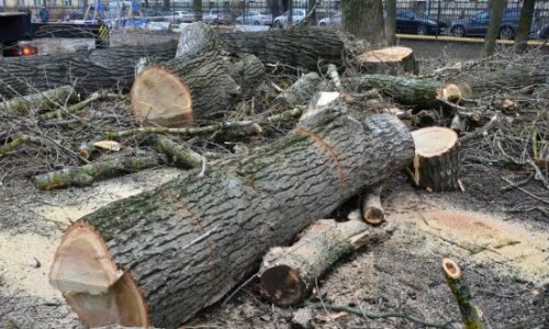 Генпрокуратура взялась за уничтожителей деревьев