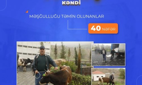 Talış kəndinin 40 sakini işlə təmin edilib