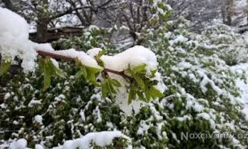 Naxçıvanın dağ kəndlərinə ilk qar yağıb